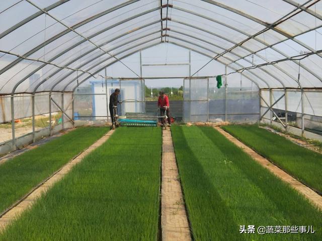 大葱种植找工难、用工贵，咋解决？