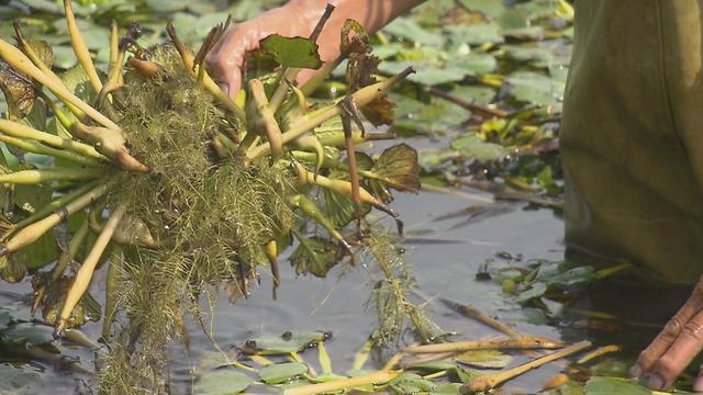 白露时节秋意浓，奉贤菱角正是尝鲜时