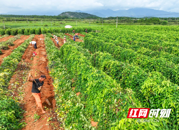 湖南道县：淮山丰收采挖忙（组图）