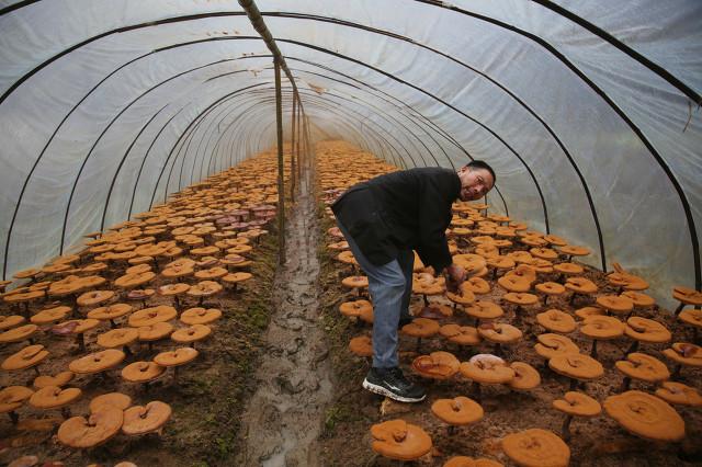 不知道种植什么能赚钱？中药材、水果、花卉都是不错的选择