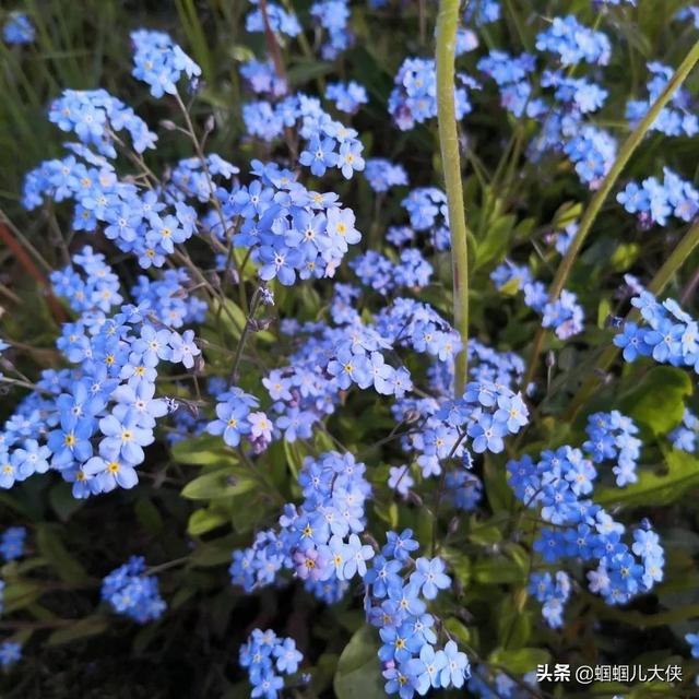 十种象征天空蓝的花草，带你徜徉在宽广无比的蓝色花海中，醉了