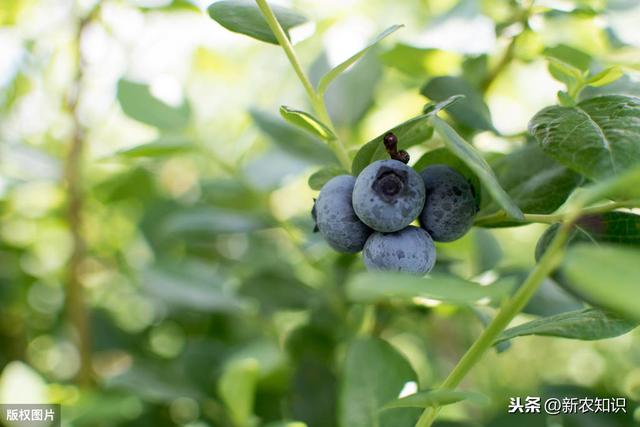 蓝莓无公害栽培技术，种植方法你都了解吗？不妨一看