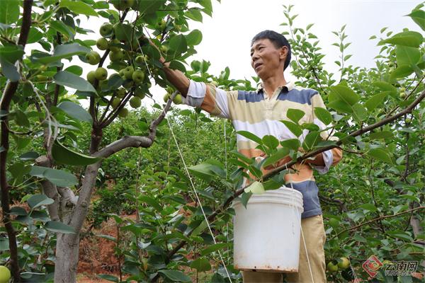 楚雄禄丰：千亩梨园弥漫果香 夏季早梨抢“鲜”上市