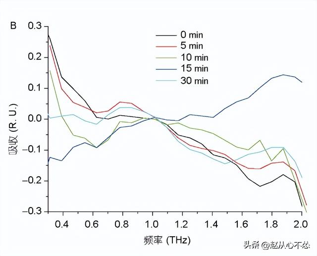 低温下，为什么V2（BR-16）是最适合种植的波罗水稻品种？