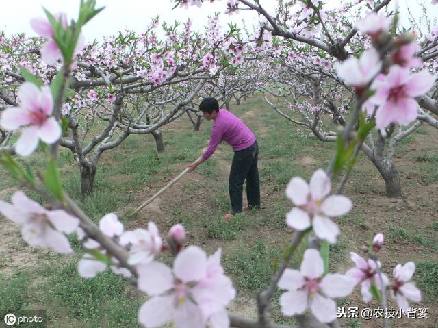 桃树穿孔病危害大、防治难，夏季高温多雨易爆发，桃园要早防早治