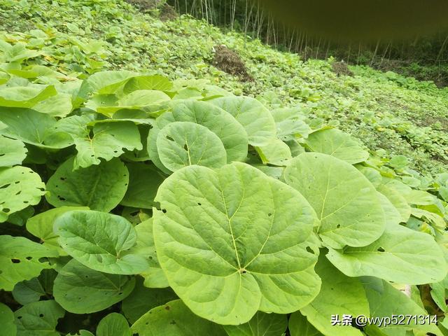 药用大黄的种植前景