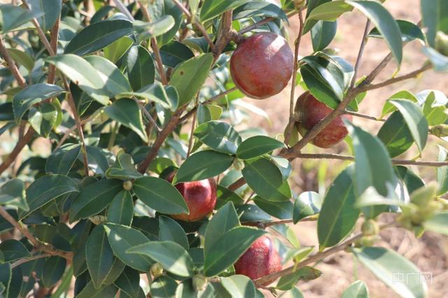 【丰收进行时】花果同期！油茶进入采摘季