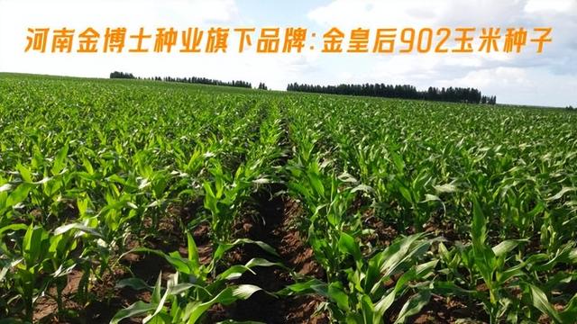 金皇后902玉米种子科学种植闯出稳产增收新路子！为乡村振兴添彩