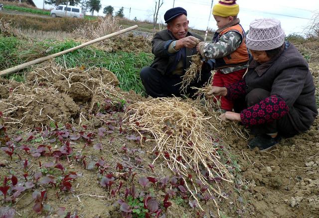 鱼腥草怎么种植？