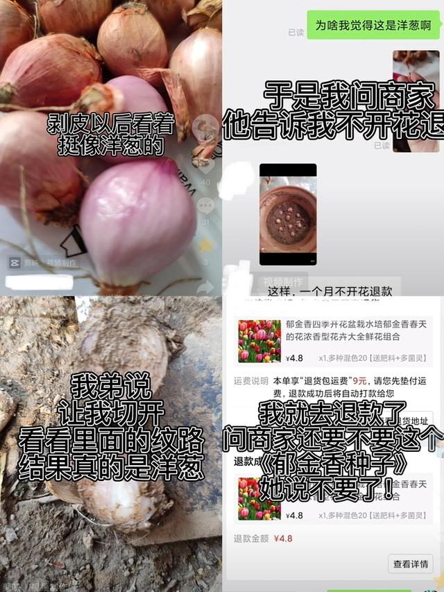 买郁金香种子收到洋葱球，熏得眼泪流下来！大量网友被骗，新法规来了