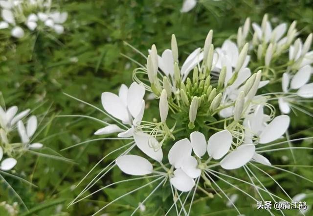 “夏夜之花”醉蝶花淡妆浓抹总相宜，背后隐藏着3种厉害用途