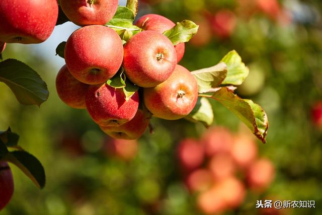 苹果无公害栽培革新，陕北地区无公害苹果种植技术，进来看看