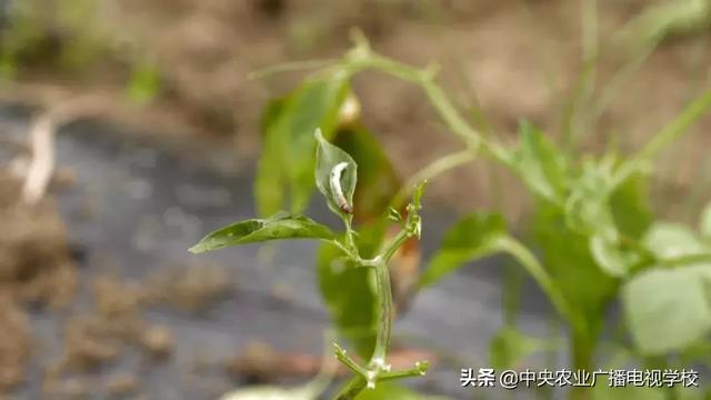 【田间示范秀】凶悍胡蜂的田间保卫战