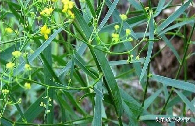 「自然农法」北方种植中药材需要注意哪些种植要点？