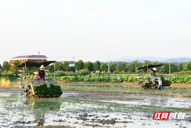 衡阳县：人忙“机鸣”稻飘香