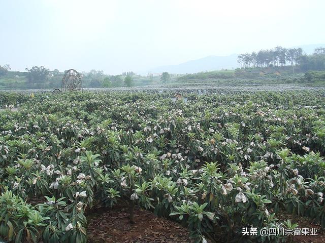 枇杷生长管理五大点，轻轻松松亩产上万元