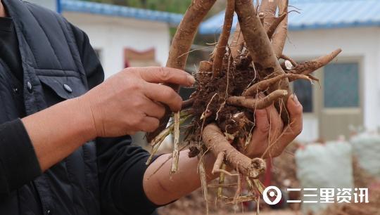 「百县百品」药香四溢！耀州关庄300亩白芍喜获丰收