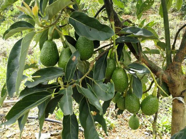 孟连牛油果喜提“地理标志证明商标”，基地种植规模全国最大