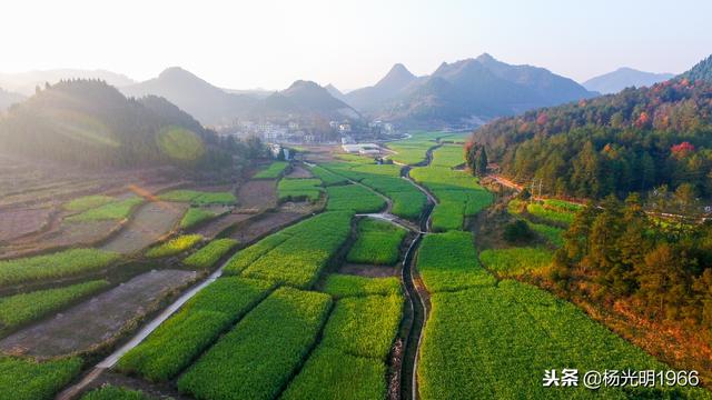 岑巩：种植金银草为农户带来“真金白银”