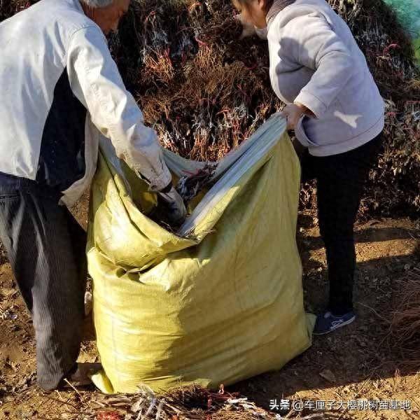 蓝色拉威尔葡萄苗在北方地区种植冬季防冻措施如何开展工作