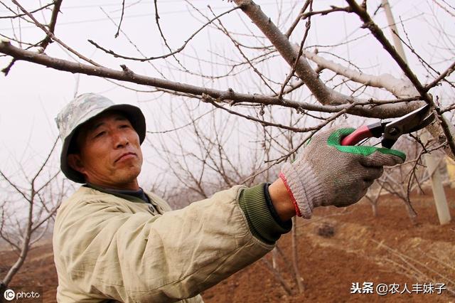 油桃好吃，如何种植油桃？需要了解哪些栽培技术？