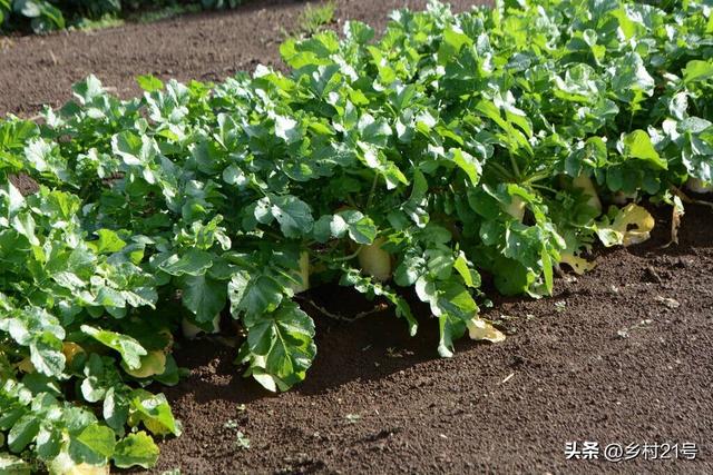 这样施底肥养地，秋天种植白菜、萝卜，想长不好都难