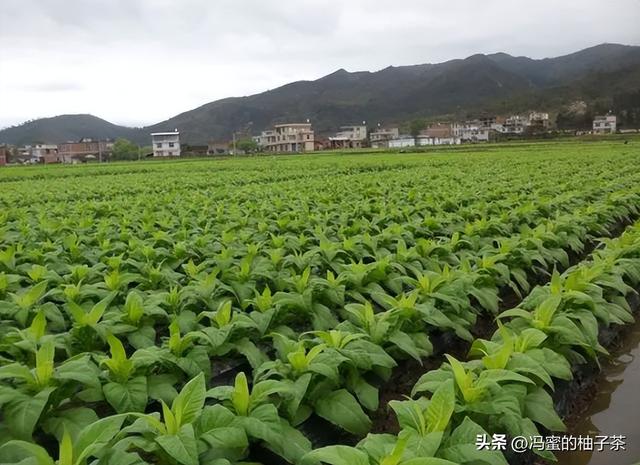 在烟叶种植过程中，土壤以及气候条件提高后，能否提高烟叶质量？