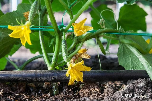 【夏季种植指南】大暑节气可以种什么蔬菜和水果？