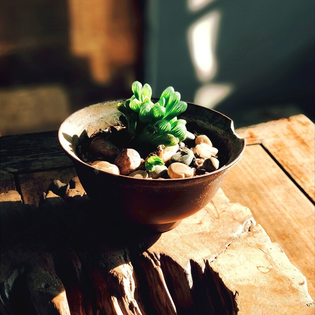 全是肉肉系列之一：如何种植多肉植物？新手入门指南