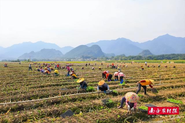 16万亩连州菜心开启千人播种