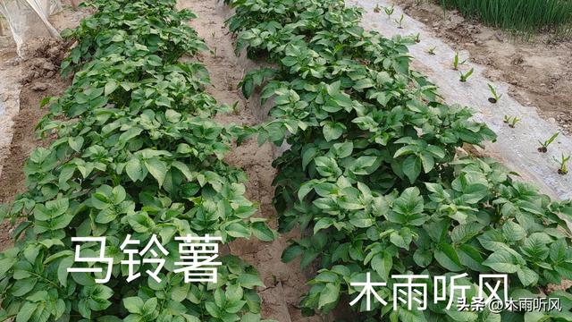 马铃薯怎样种植产量高？掌握6点技术，马铃薯结得多长得大