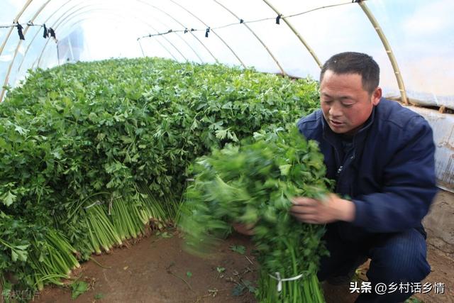 种植芹菜、菠菜、香菜，怎样出苗又快又齐？先学会这几个小技巧