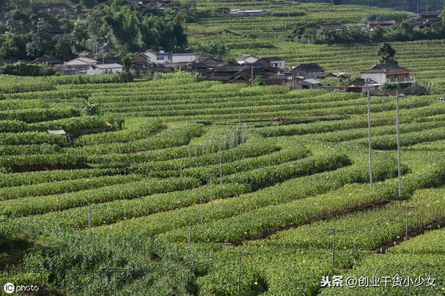 你不知道的行业之“烟草种植”，效益比种植其他作物高太多了