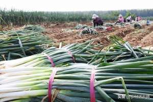 北方葱种植(九月葱、十月空，霜降割韭菜、来年长成针，立冬萝卜小雪菜)