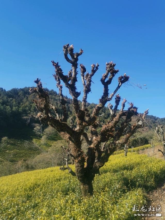 这里是“离天空最近的茶园”，海拔两千四