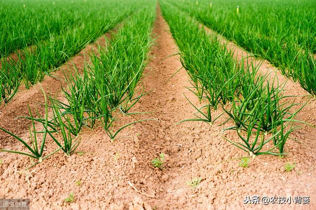 韭菜种植做好这五点，苗株根系发达、叶片肥大，产量品质有保证