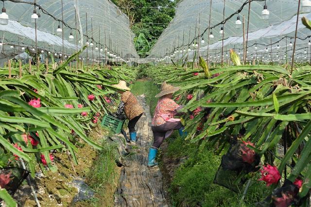 火龙果种植的方法，并没有想象的那么神秘，也没有那么困难