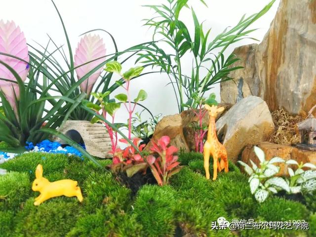 植物微景观那么火，今天教你如何制作