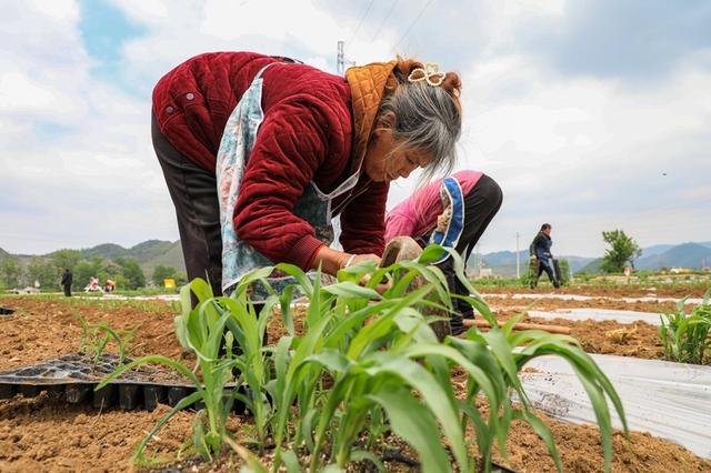 贵州织金：大豆玉米相伴走 复合种植促增收