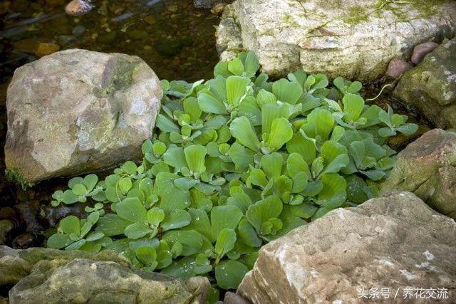 9种养在水中很难养死的水生植物，还能开出精致的花朵