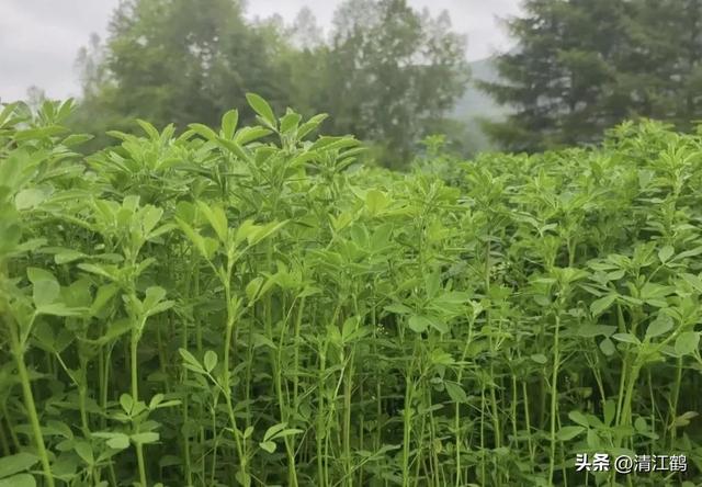 苜蓿芽苗菜怎么种植才可以达到优质丰产？告诉你2个“小窍门”