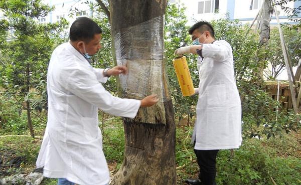 沉香结香最常见的7种方法