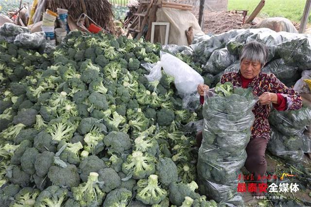 农产品走出国门！泰山亚细亚种植基地里采摘忙