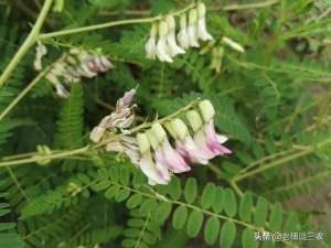 湖北种植什么中药材好(湖北发现新物种巴山黄耆，可大量种植入中药，可做畜牧业优质牧草)