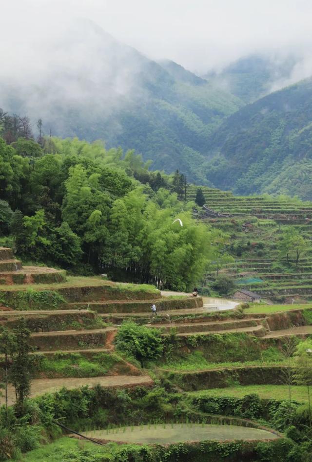 中国最好吃的杨梅，都藏在浙江这些小山村里