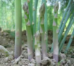 阳台种植油麦菜(阳台种菜只养“一种”，种一盆吃十年，真的很简单，很美观旺盛)