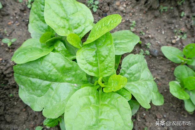 日光温室冬春茬落葵栽培技术，推荐大家种植方法，以及养护管理