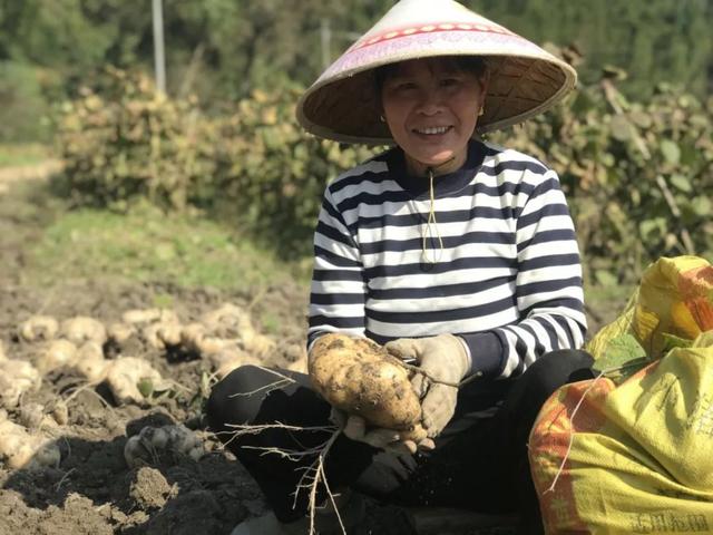 凉薯怎么种植管理？