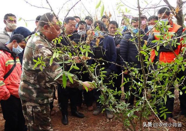 花椒树怎样选好苗？花椒树苗如何栽种？花椒树苗前3年如何修剪？