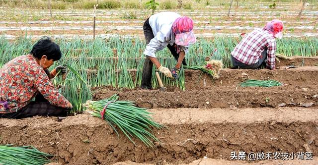 大葱一年种植几次？具体什么时间种植？播种育苗有哪些技术要点？